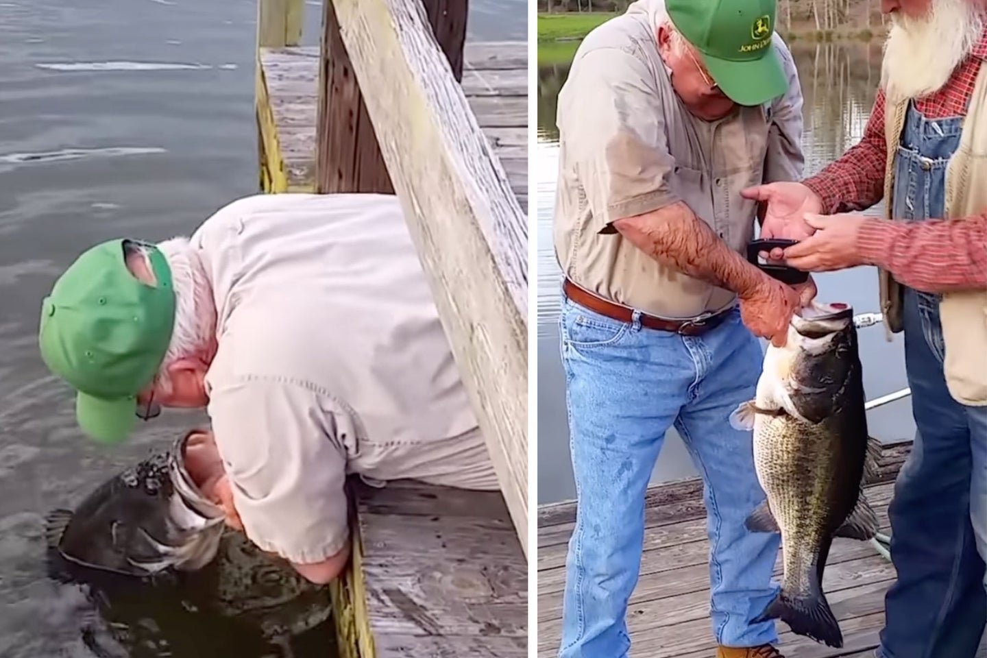 Man catches giant largemouth bass by hand.