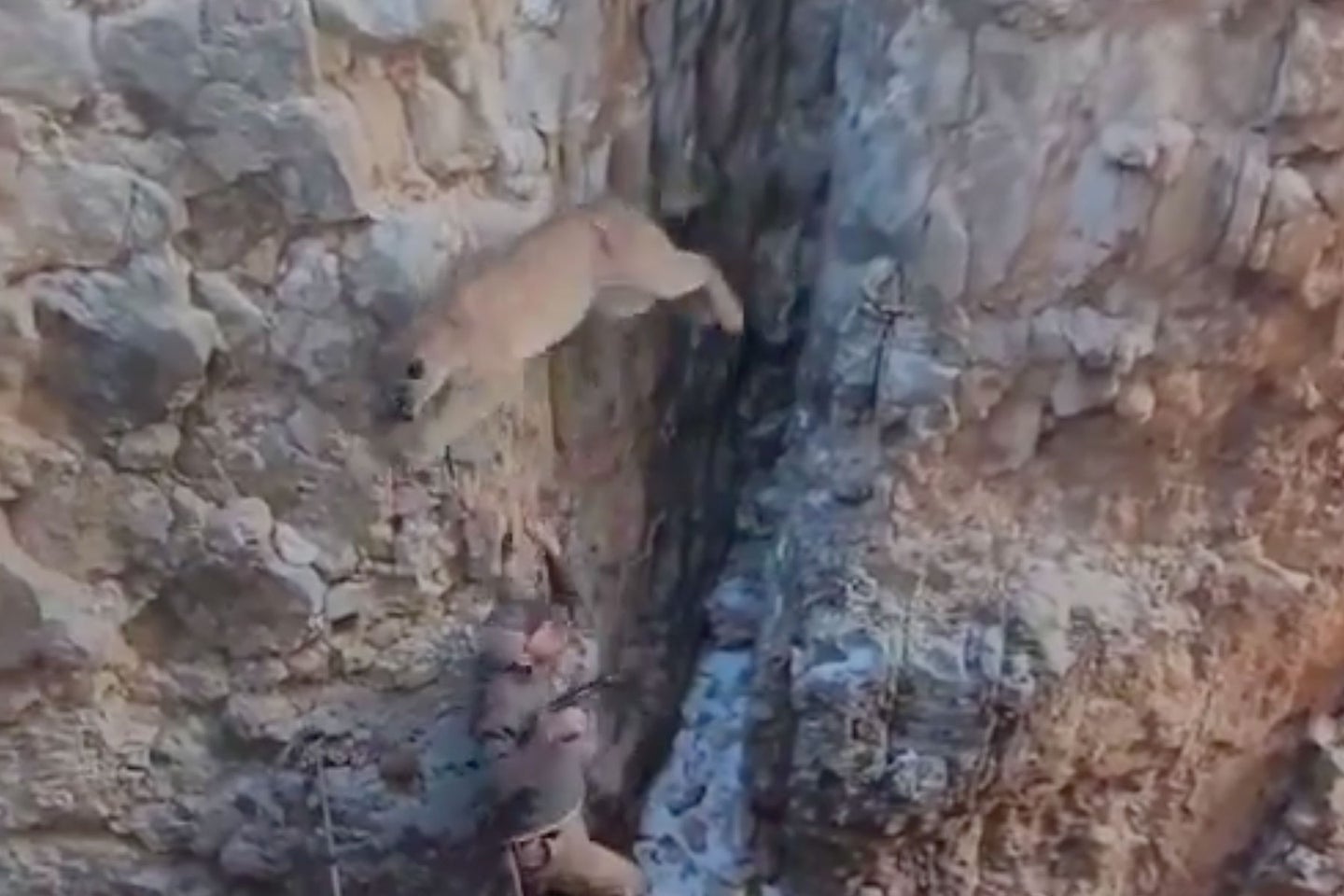 Mountain lion lunges out of a slot canyon over the head of a scientist.