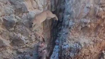 Watch a Mountain Lion Charge the Wildlife Biologist Who Darted It
