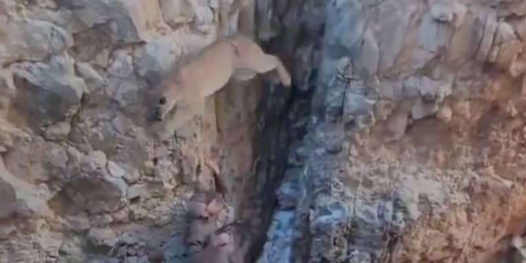 Watch a Mountain Lion Charge the Wildlife Biologist Who Darted It