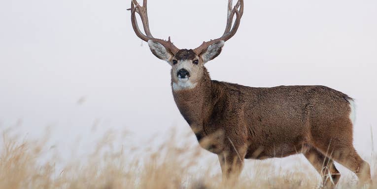 Montana Conservation Group Holds Open Raffle for Coveted Statewide Mule Deer Tag