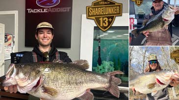 Three 13-Pound Largemouth Bass Caught in One Day in Texas