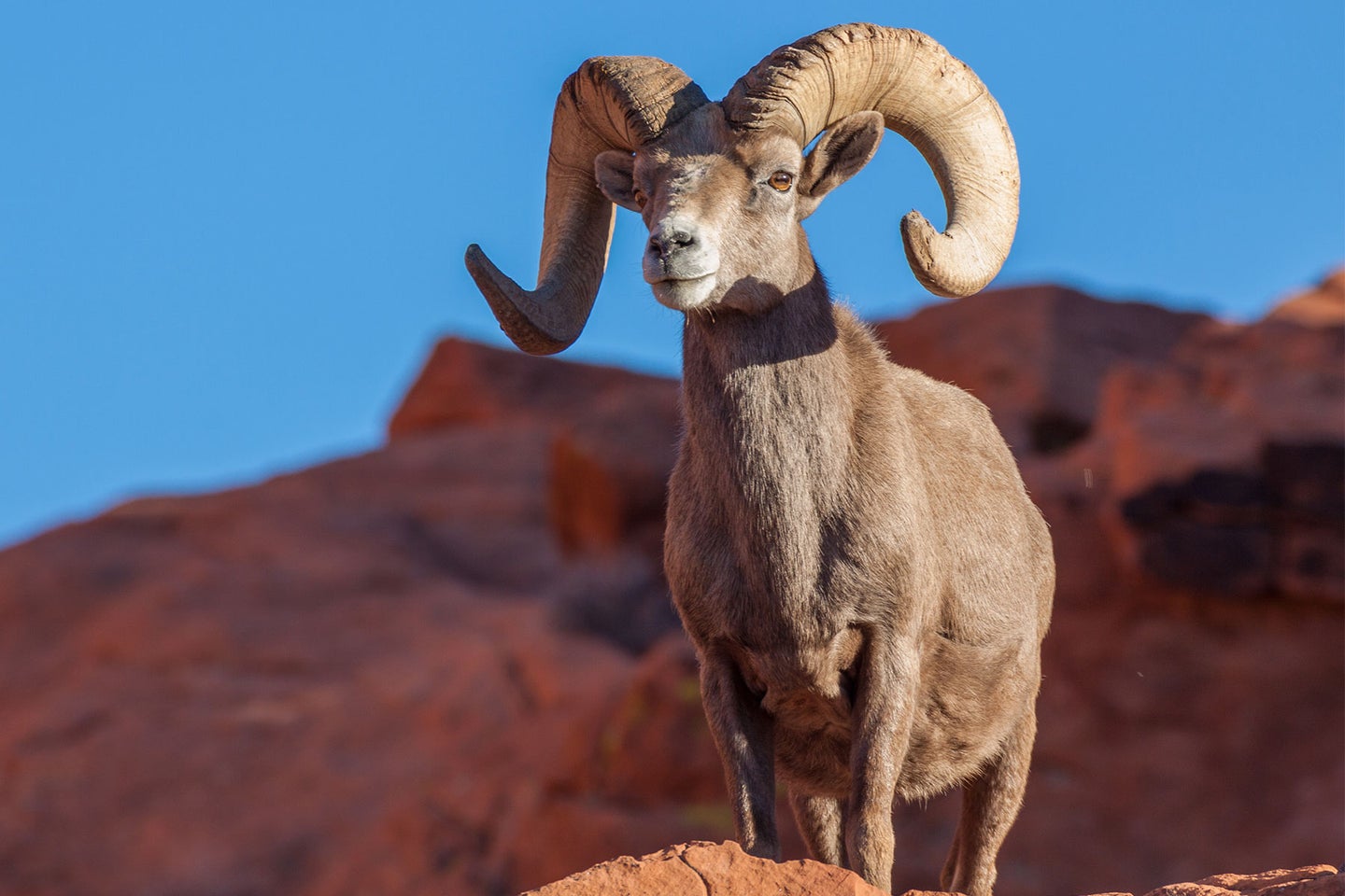 A desert bighorn sheep in the Nevada desert.