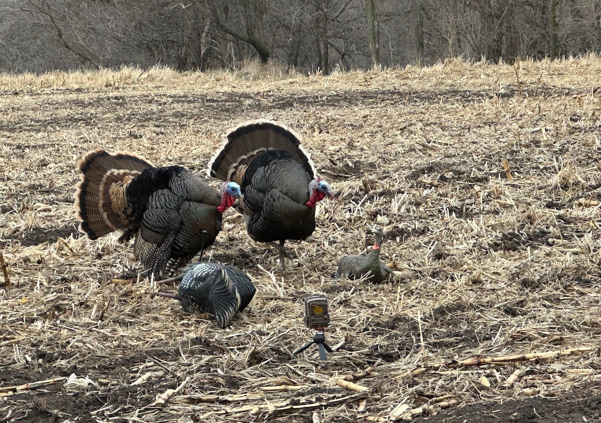Avian-X LCD Half-Strut Jake & LCD Laydown Hen turkey decoys in the field