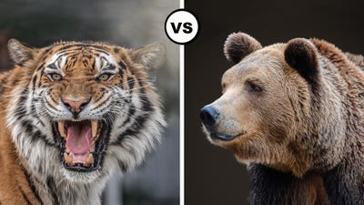 Tiger vs Bear: Which Would Win a Fight?