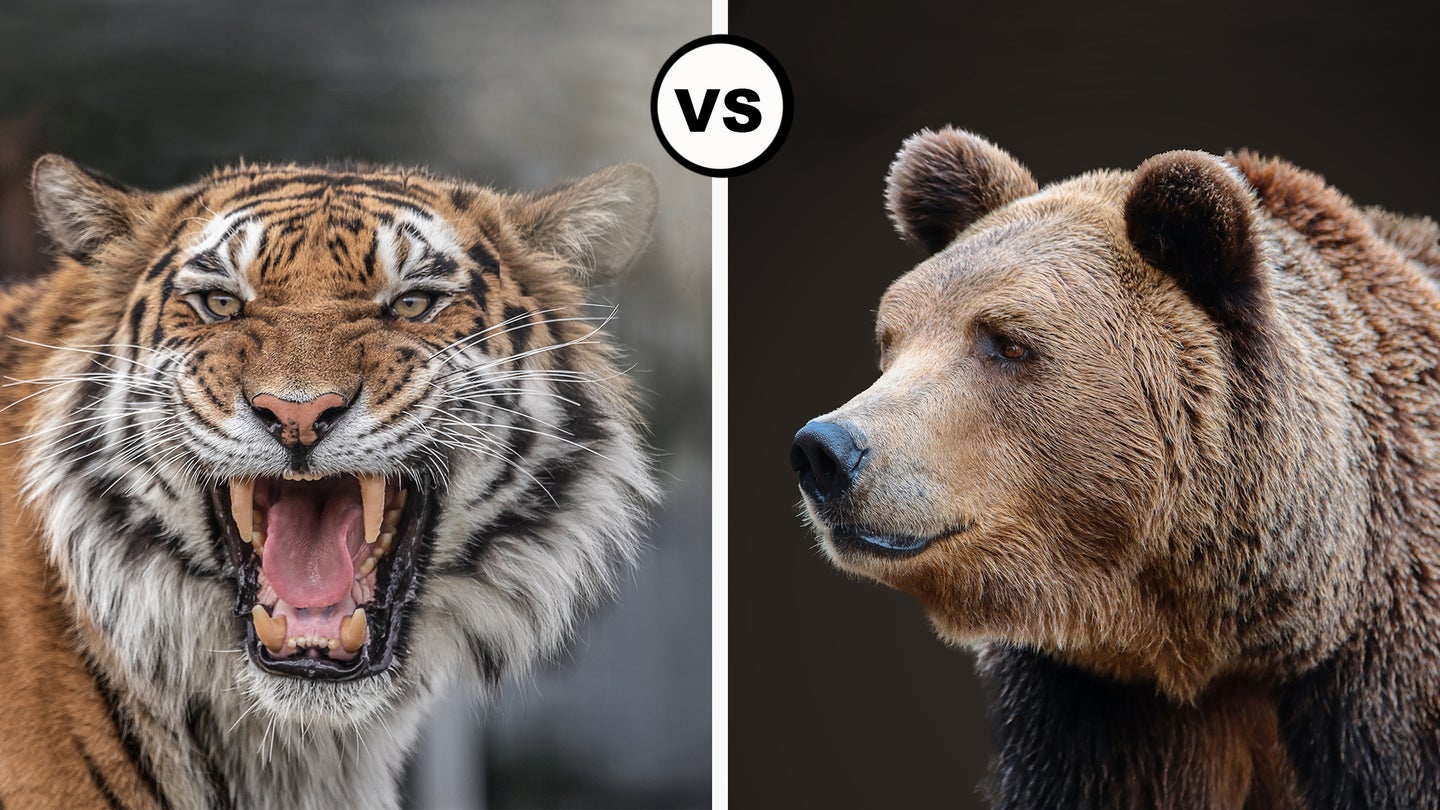 Split image of a tiger on left and brown bear on right with versus symbol in middle