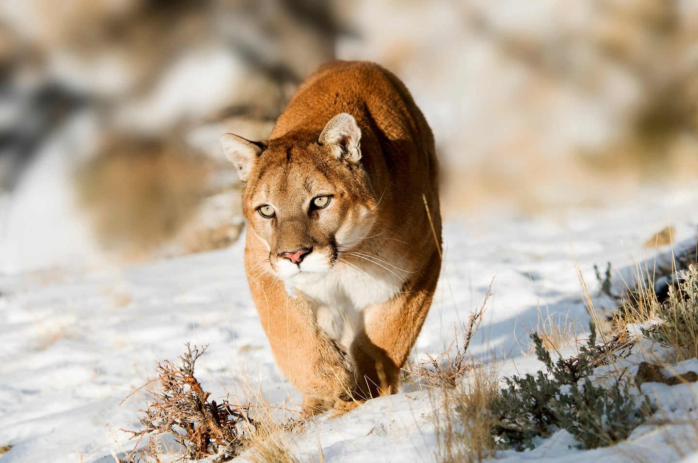 A mountain lion prowls along a sloped hillside covered with snow