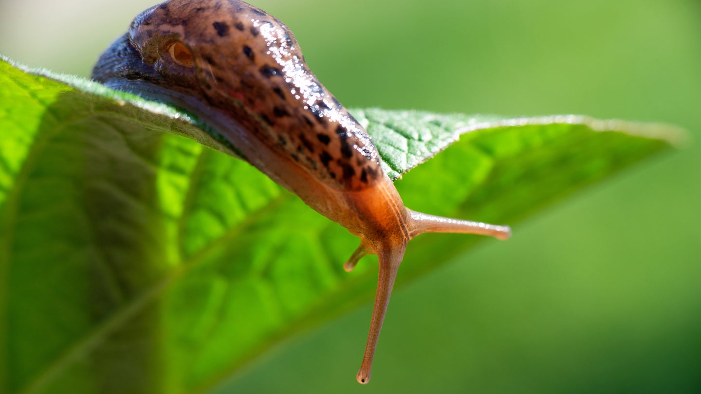 A slug, with its antennae extended, crawls over a green leaf