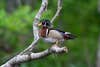 wood duck standing on branch