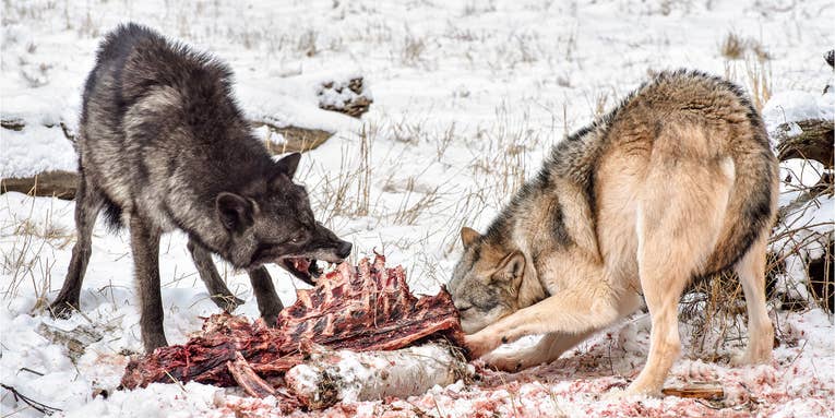 Did Wolf Reintroduction Really Cause Widely-Touted “Trophic Cascades” in Yellowstone?