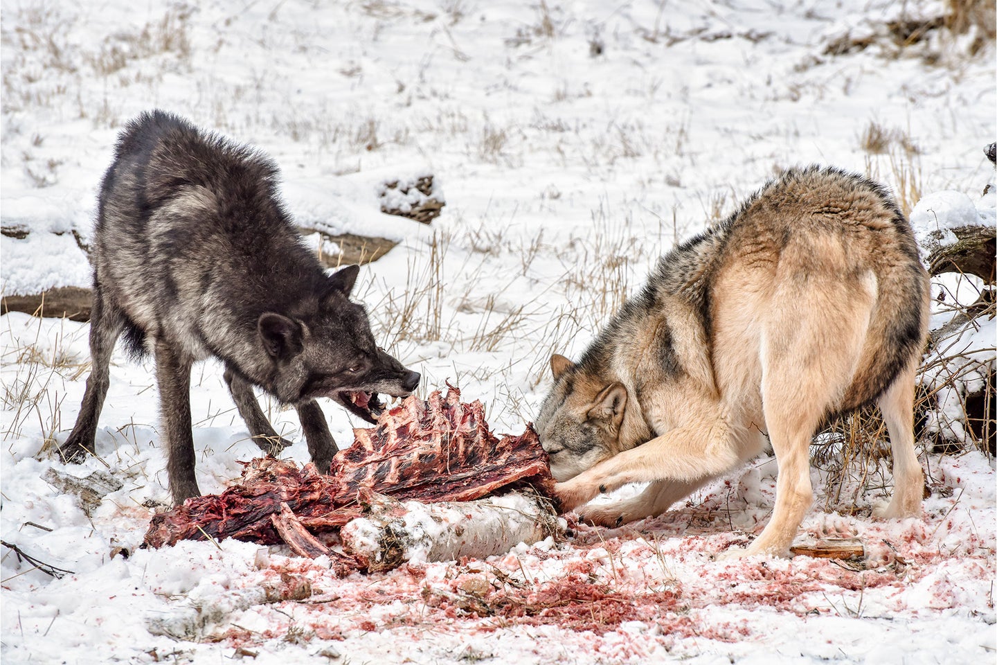Two wolves feed on a winter-killed elk carcass in Yellowstone National Park.
