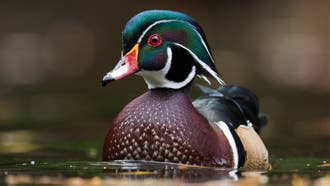 Wood Duck: Waterfowling’s Greatest Beauty