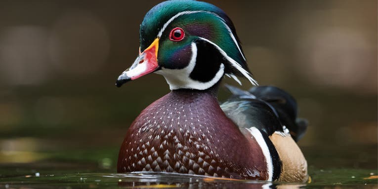 Wood Duck: Waterfowling’s Greatest Beauty