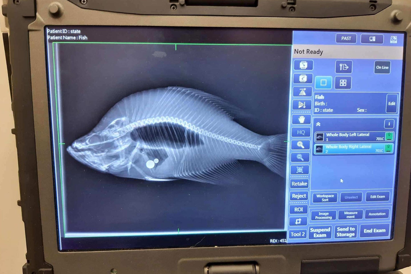 An x-ray of a crappie stuffed with steel ball bearings.