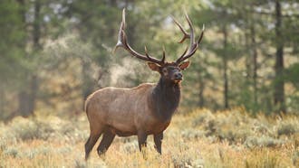 Elk Hunting 101: How To Bag Your First Bull