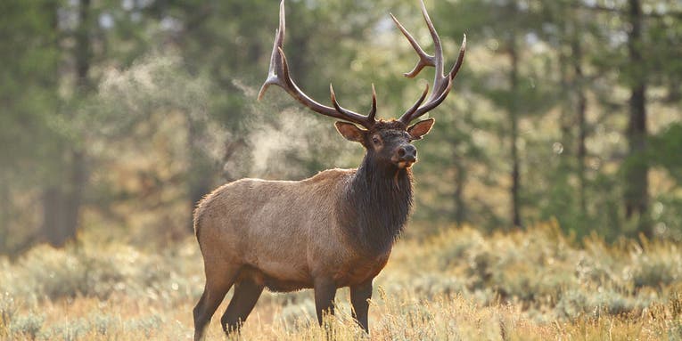 Elk Hunting 101: How To Bag Your First Bull
