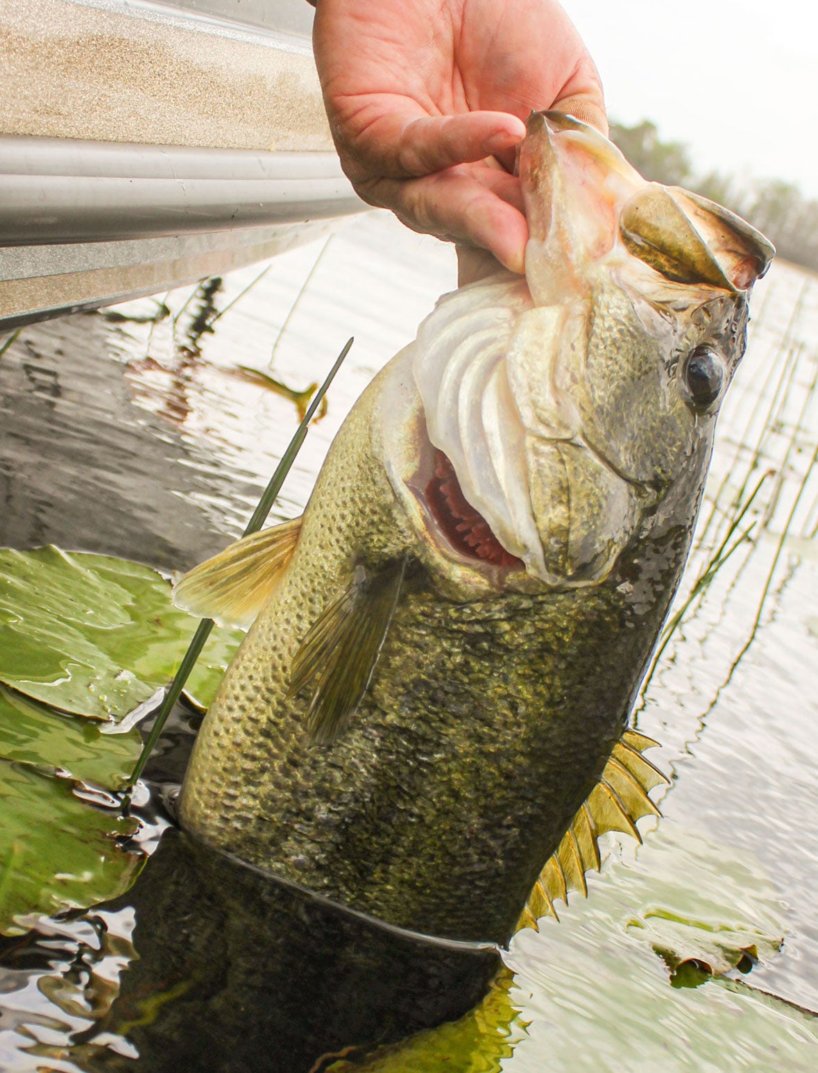 An angler lands a nice largemouth bass at boatside from a patch of lily pads