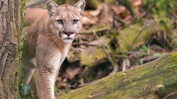 Cougar Mauls Mountain Biker, Friends Hold it Down Until More Help Arrives