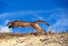 A mountain lion runs over sandy ground with blue sky in background