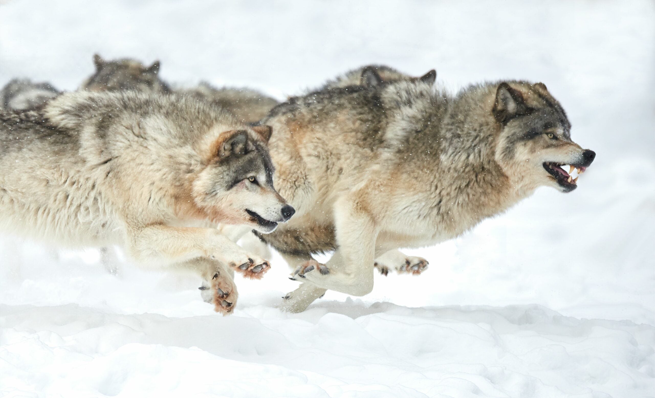 Closeup of a pack of wolves running on snow