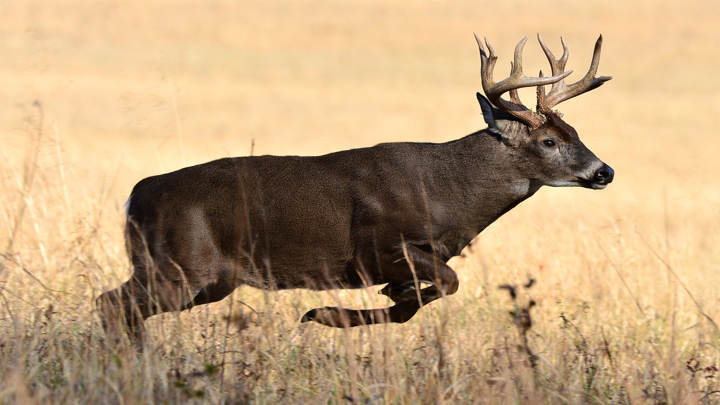 A whitetail buck running at full speed in grass alongside and open field