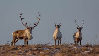 Alaska Fish & Game to Reduce Caribou Tags Amid Continued Herd Decline
