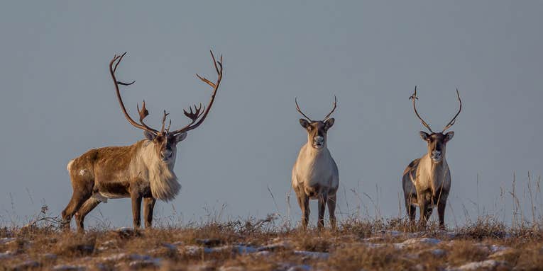 Alaska Fish & Game to Reduce Caribou Tags Amid Continued Herd Decline