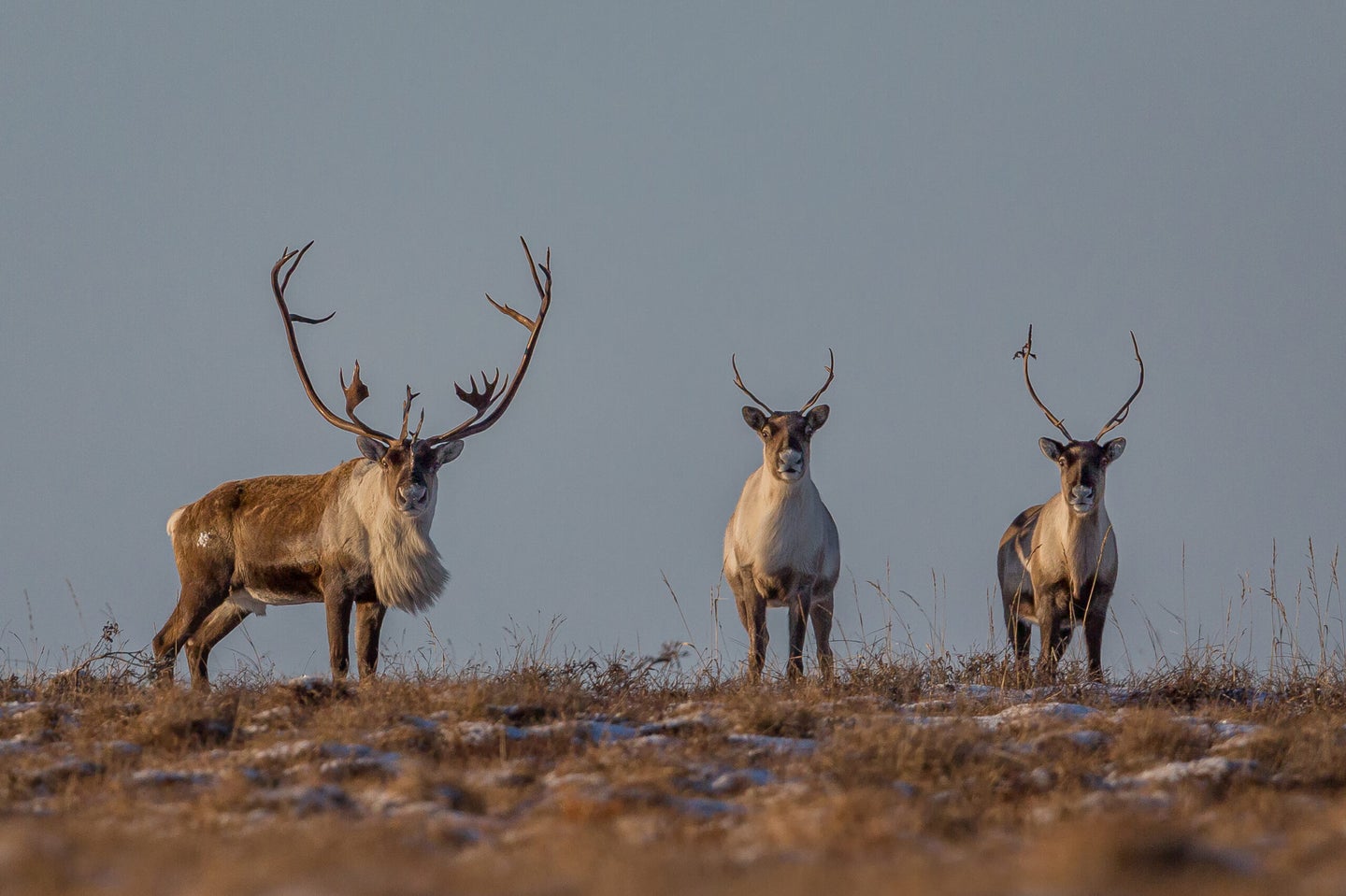 A bull and two cow caribou photographed in Alaska's Brooks Range.