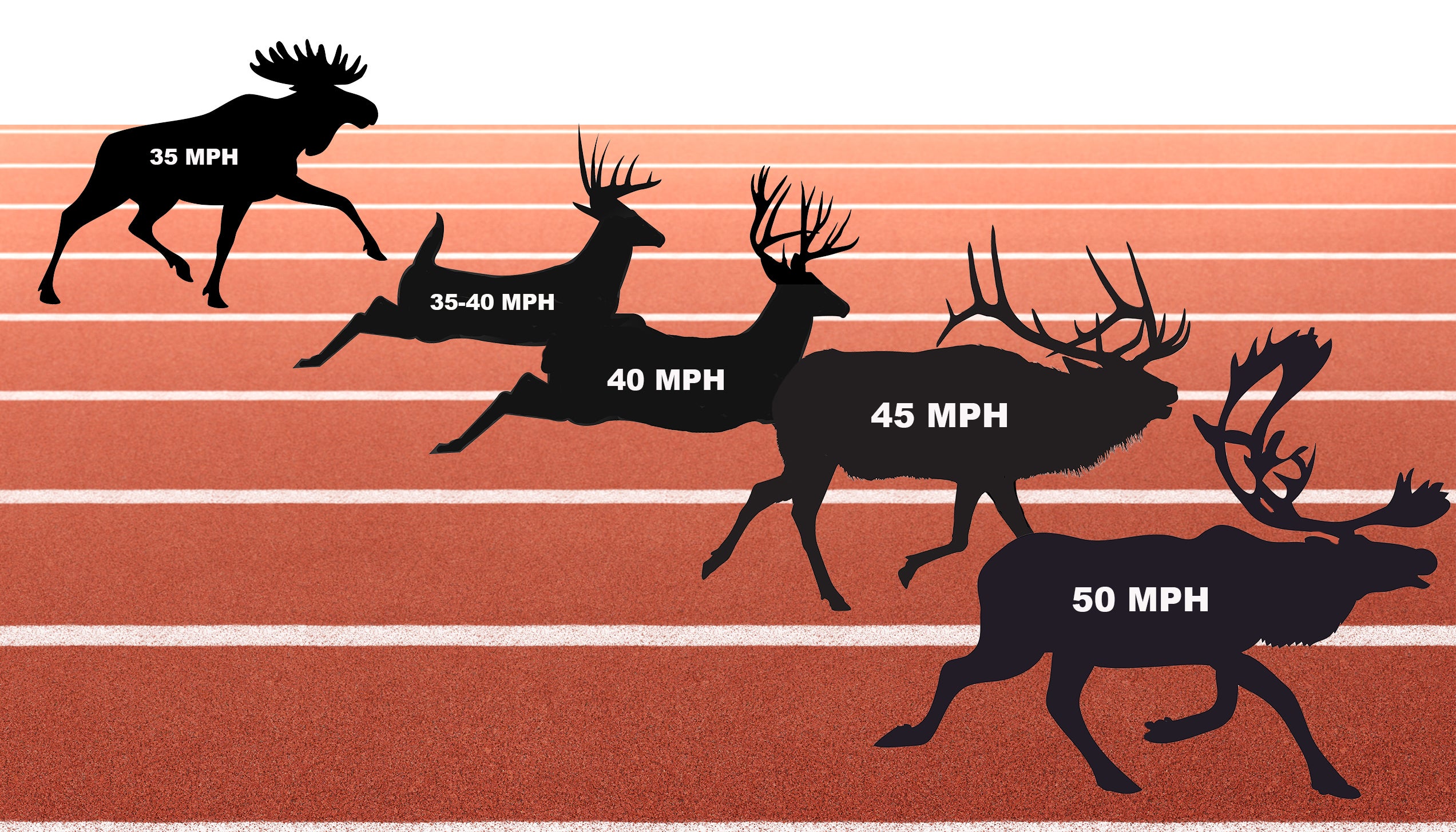Graphic showing caribou, elk, mule deer, whitetail deer, and moose on track with speeds