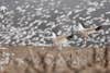 snow geese landing