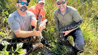 Scientists in Florida Used a “Scout” Snake to Track and Kill a 16-Foot Invasive Python