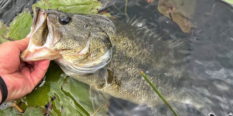 How to Fish the Best Day of the Bass Spawn No. 1: March 1st