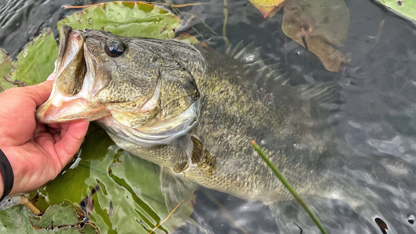Angler lips a good-size largemouth bass at water surface near lily pad