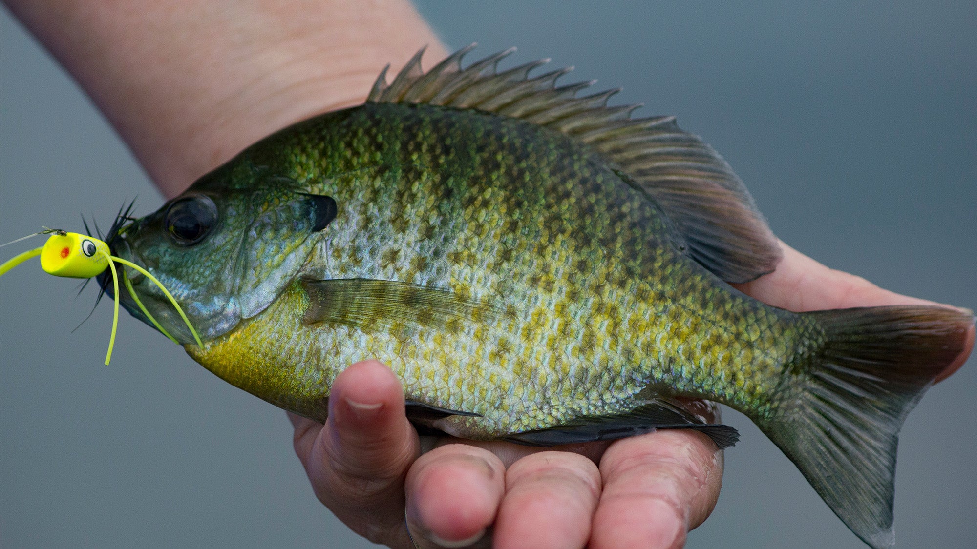 Springtime is fishing time but also time for the pursuit of bluegill