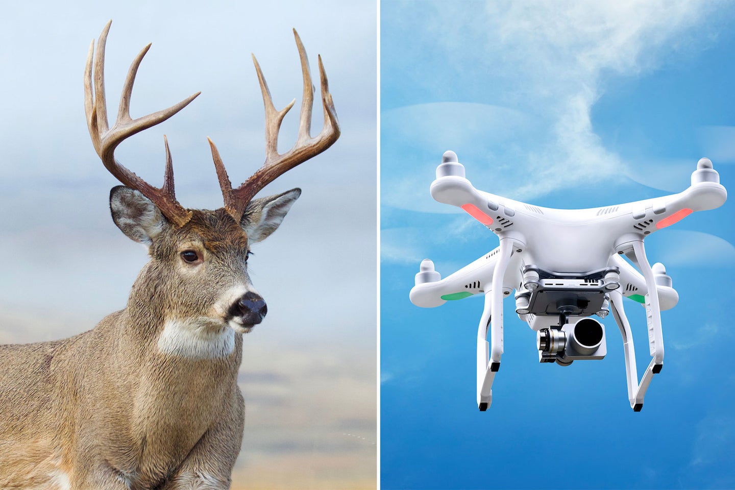 A drone next to a whitetail deer.