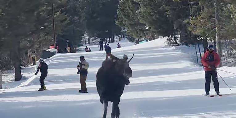 Watch a Moose Chase a Skier Down the Slopes in Wyoming