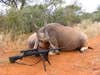 A big eland bull taken posed on the ground with a scoped rifle next to it