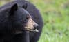 A black bear eats grasses and forbes in an open meadow