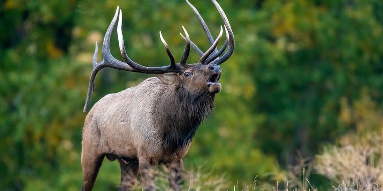 Colorado Elk Hunting: How to Kill Bulls in the Centennial State