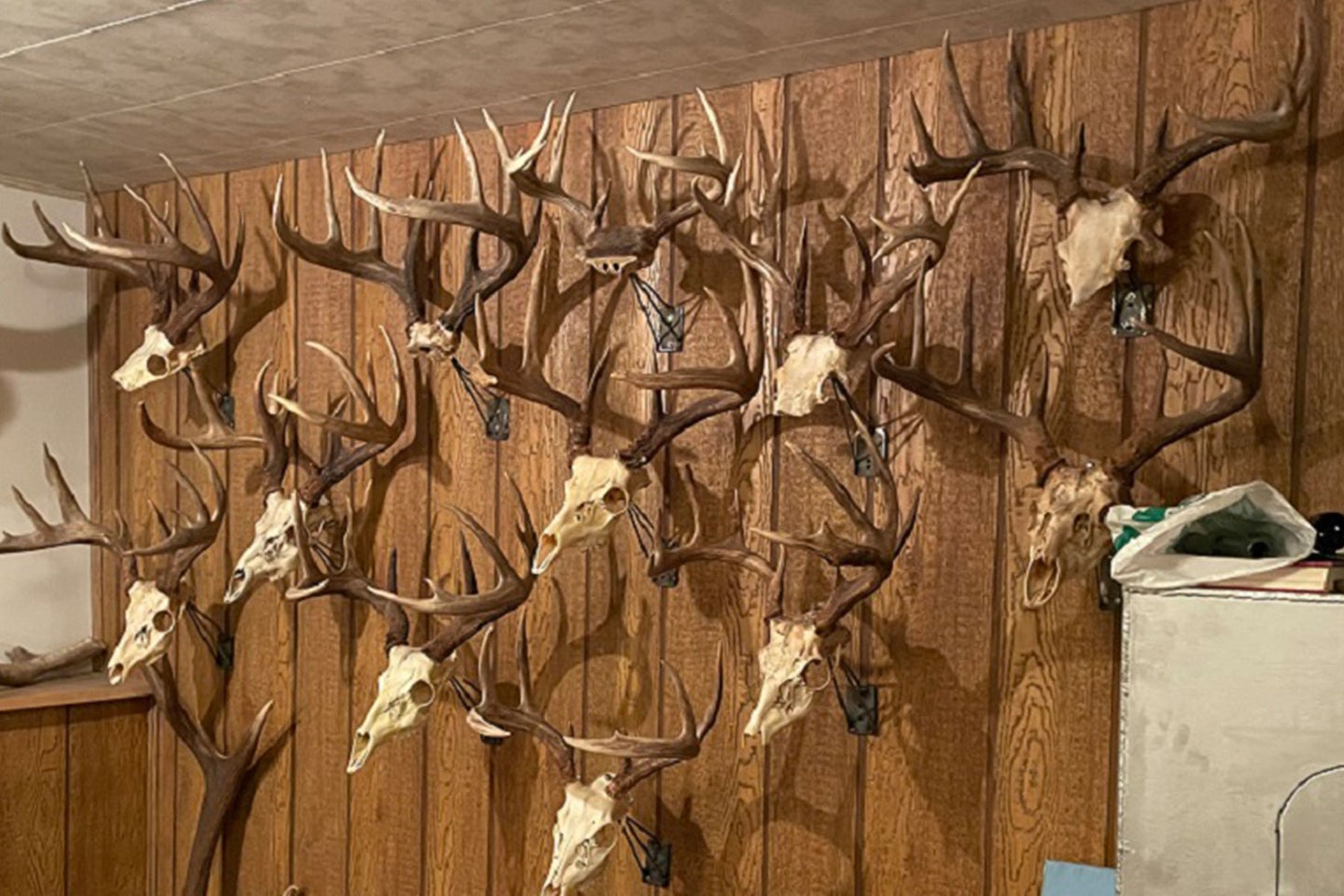 Antlers stolen for a hunters cabin.