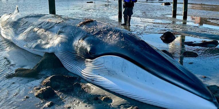 Officials Euthanize 25,000-Pound Fin Whale Stranded Off Rhode Island Coast