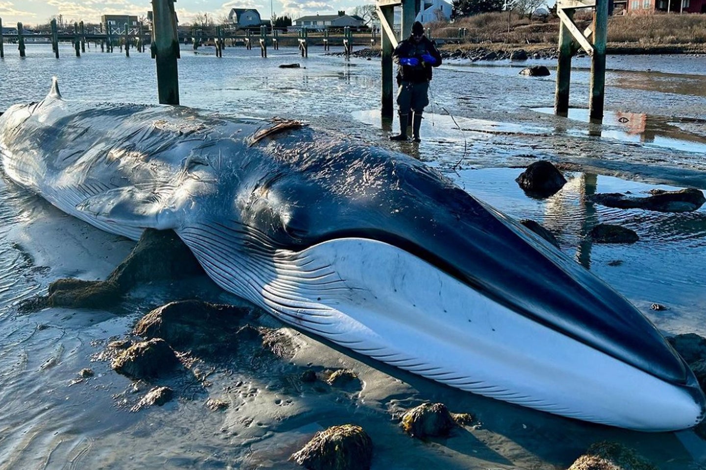 A beached fin whale.