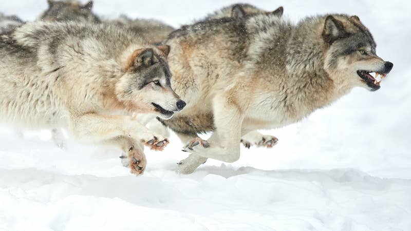 Map Shows How Far Colorado’s Transplanted Wolves Have Spread Since December Release