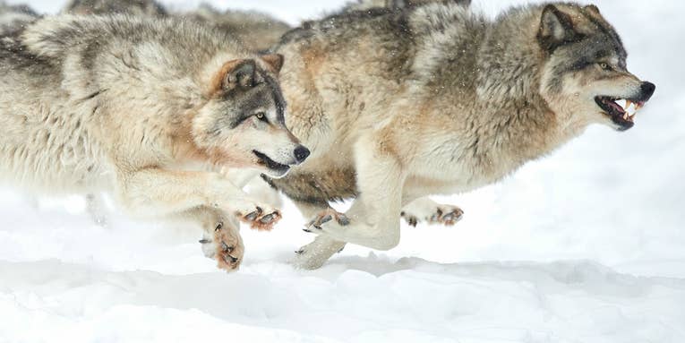 Map Shows How Far Colorado’s Transplanted Wolves Have Spread Since December Release