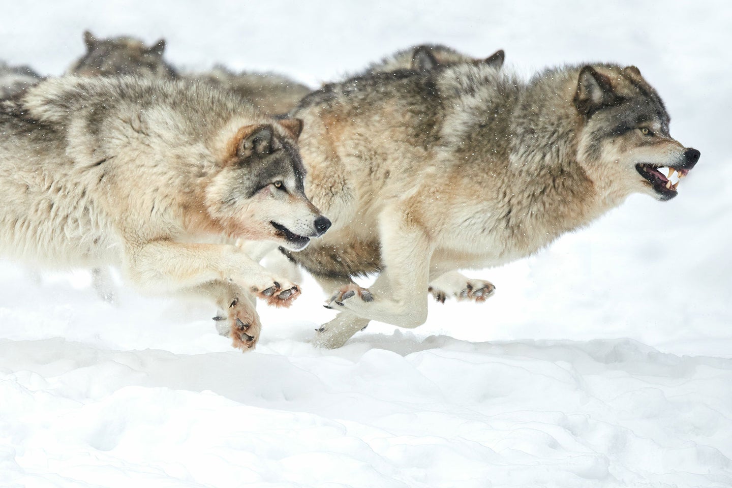 A close up of a wolf pack running through snow.