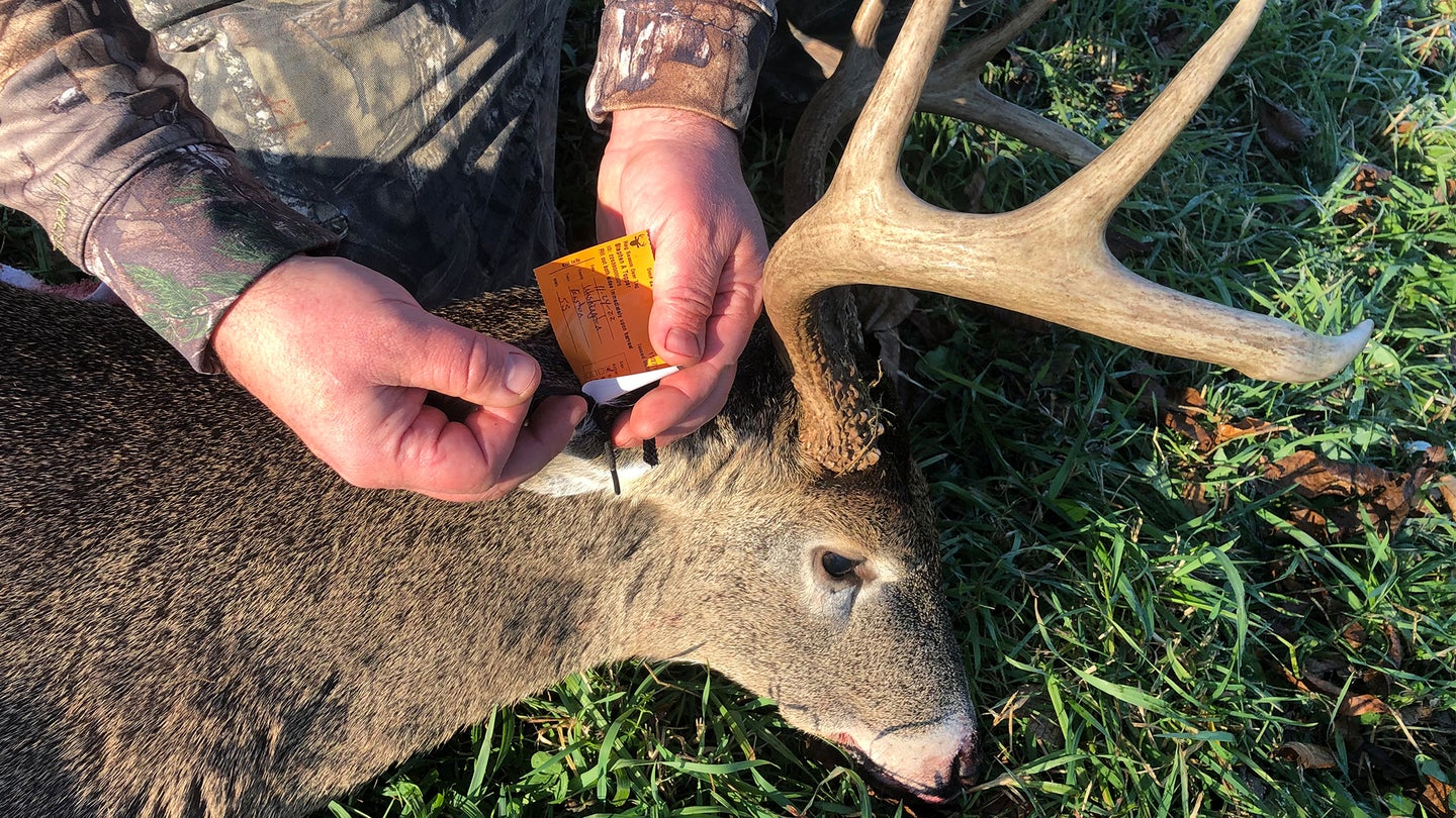 A hunter attached a carcass tag on a harvested whitetail buck