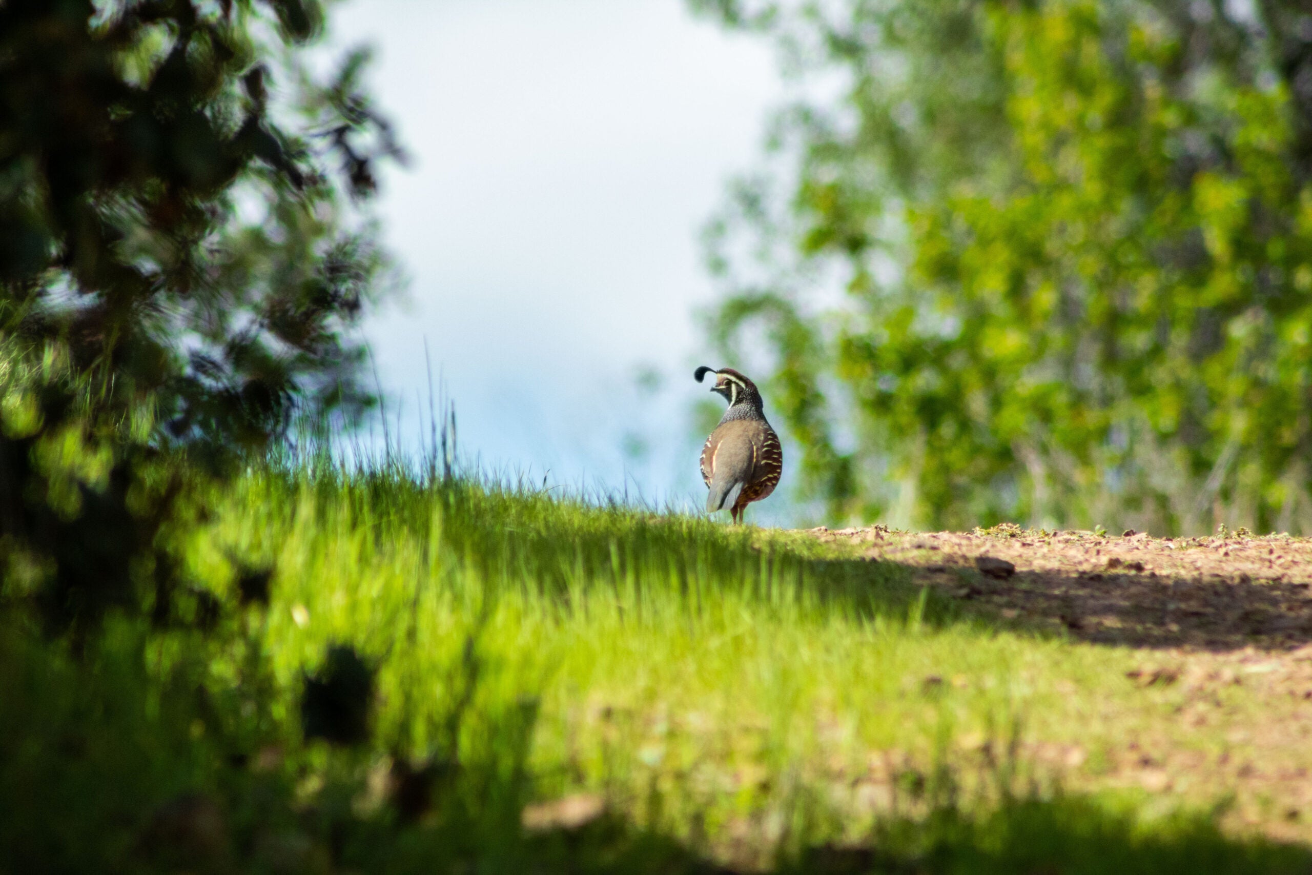 male California quail on path