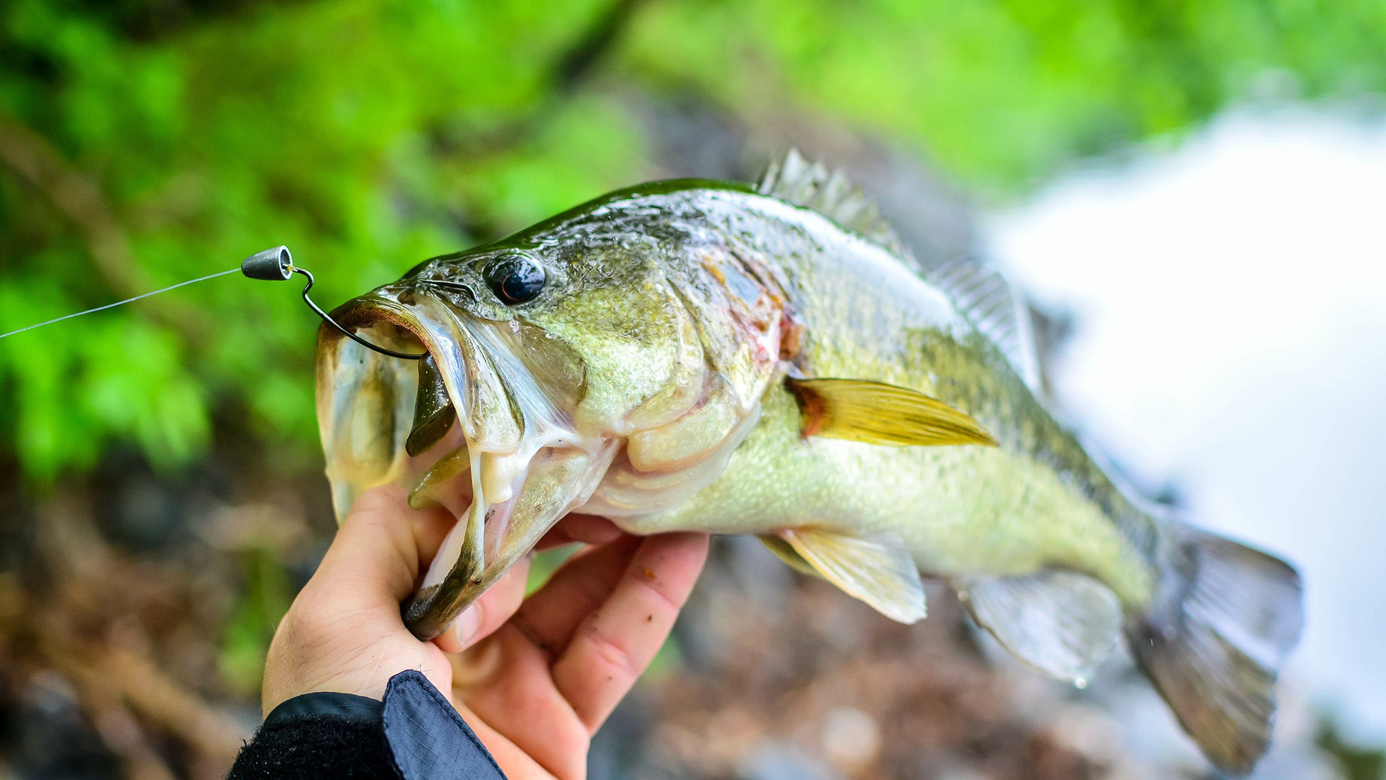 How to Catch Bass on Swimbaits Through the Spring - Game & Fish