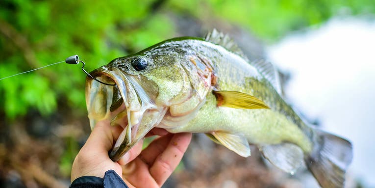 Bass Fishing Tips: 12 Tactics to Catch Largemouth During the Pre-Spawn, Spawn, and Post-Spawn