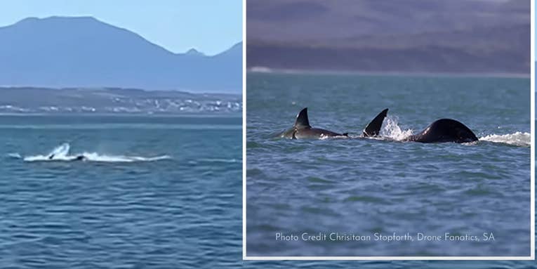 Watch a Lone Orca Eviscerate a Great White Shark